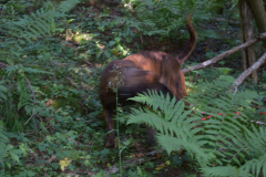 DSC_0411