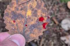 IMG-20251111-WA0008